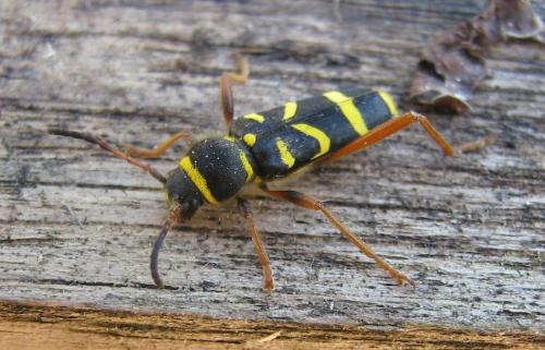 Réf. 267 214 : Clytus arietis
